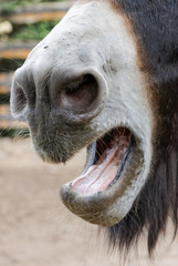 Braying donkey, open mouth close up
