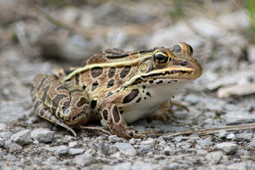 Leopard Frog Portrait