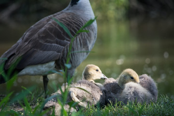 Goslings in the Sun