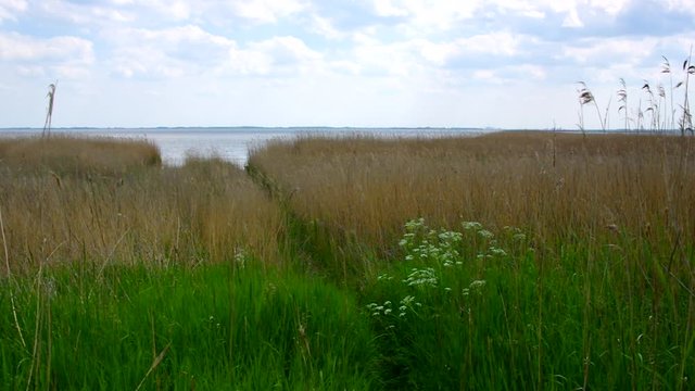 Ummanz Landschaft mit Schilf 