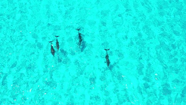 Dolphins playing in crystal clear blue water, close to the edge of the beach at Hellfire Bay, Cape Le Grand National Park, Western Australia