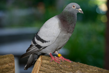 Racing homer pigeon with foot tag on wood pile in Toronto