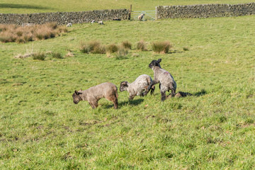 Three young sheep calfs playing together in the Spring