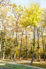 park for climbers in the autumn forest