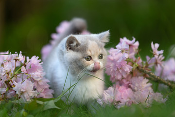 Katzenkind im Frühling zwischen Blumen - BKH Kitten