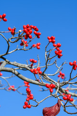 ハナミズキの実