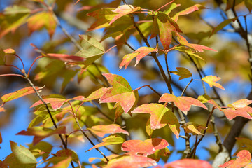 トウカエデの紅葉