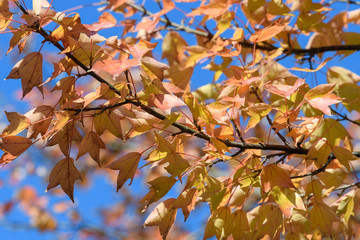 トウカエデの紅葉
