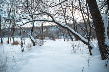 Winter park in the snow in the evening
