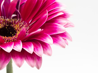 beautiful pink gerbera daisy flower isolated on white background