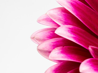 Naklejka na ściany i meble beautiful pink gerbera daisy flower isolated close up