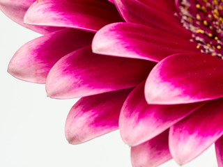 beautiful pink gerbera daisy flower isolated close up