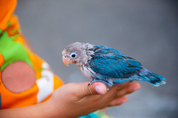 baby lovebirds - cute opaline blue edge lovebird