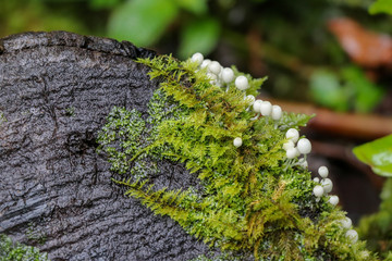 Tiny white mushrooms growing on a mossy log