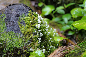 Tiny white mushrooms growing on a mossy log