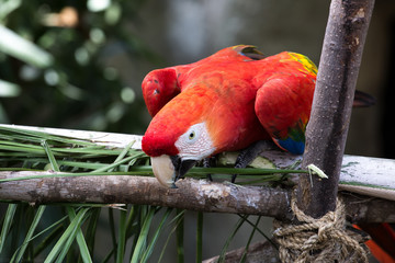 parrot on branch