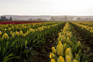 Tulip Field in Bloom