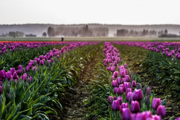 Purple Tulips in Bloom