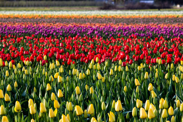 Field of colorful tulips