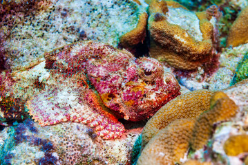 Camouflaged Spotted Scorpionfish on coral