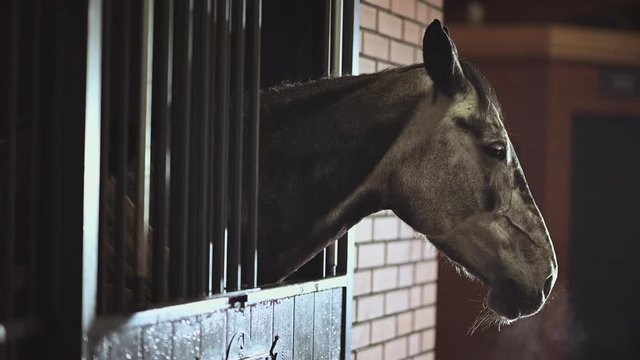 Equestrian Facility. Young Horse Awaiting His Owner in a Box. Animals Theme.