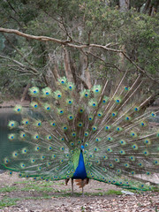 Obraz premium Peacock at Auburn Botanic Gardens