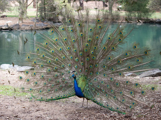 Obraz premium Peacock at Auburn Botanic Gardens