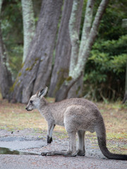 Naklejka na ściany i meble Wallaby at Myall Lakes national park