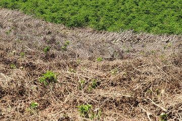 Cut for regrowth of a coffee plantation in the Vale do Paraíso region, between MG and ES, where the newly elected best coffee in Brazil is produced.