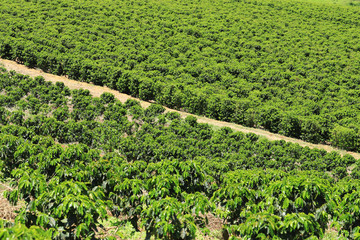 The coffee plantation in the Vale do Paraíso region, between MG and ES, where the newly elected...