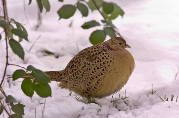Fasan Phasianus colchicus