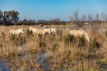 Fototapeta premium White wild horse group grazing in a swamp