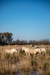 White wild horse group grazing in a swamp