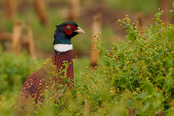 Fasan Phasianus colchicus