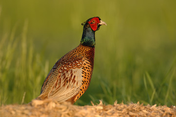 Fasan Phasianus colchicus