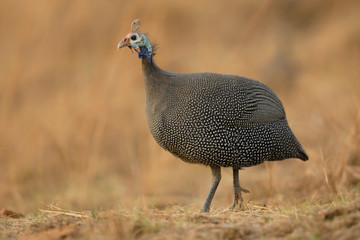 Helmperlhuhn Numida meleagris