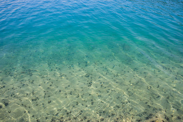 Fototapeta na wymiar Sea urchins in Adriatic sea