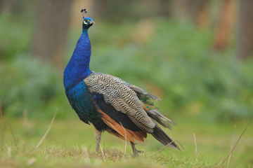 Obraz premium Pfau Pavo cristatus