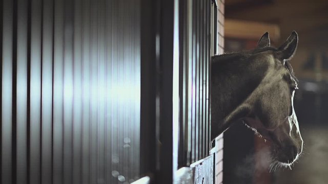 Saddle Horse in Equestrian Facility Box. 