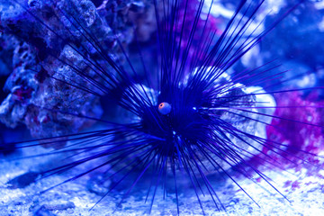 Sea urchin on sand under water