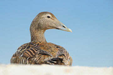 Eiderente Somateria mollissima