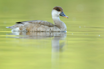 Kolbenente Netta rufina