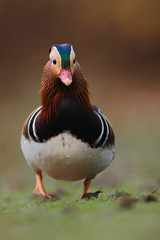 Mandarinente Aix galericulata