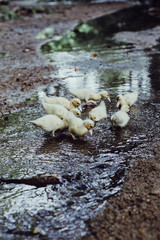 Familia de patos amarillos nadando 