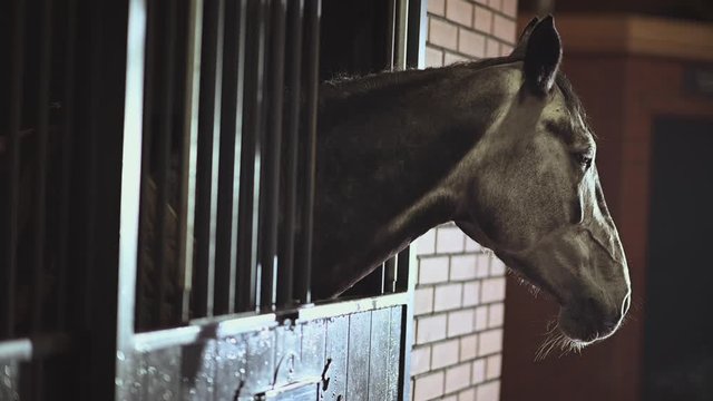 Mature Saddle Horse in a Stable. Cold Winter Time in a Equestrian Facility. Animals Theme.