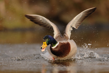 Stockente Anas platyrhynchos