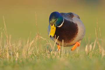 Stockente Anas platyrhynchos