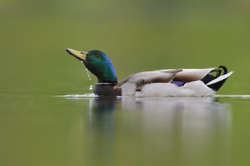 Stockente Anas platyrhynchos