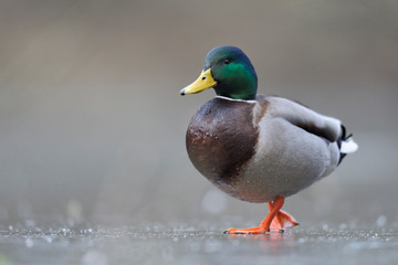 Fototapeta premium Stockente Anas platyrhynchos