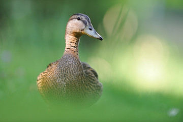 Fototapeta premium Stockente Anas platyrhynchos
